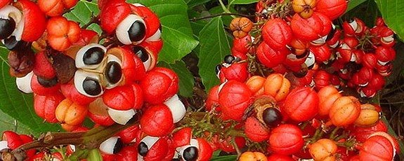 khasiat buah guarana
